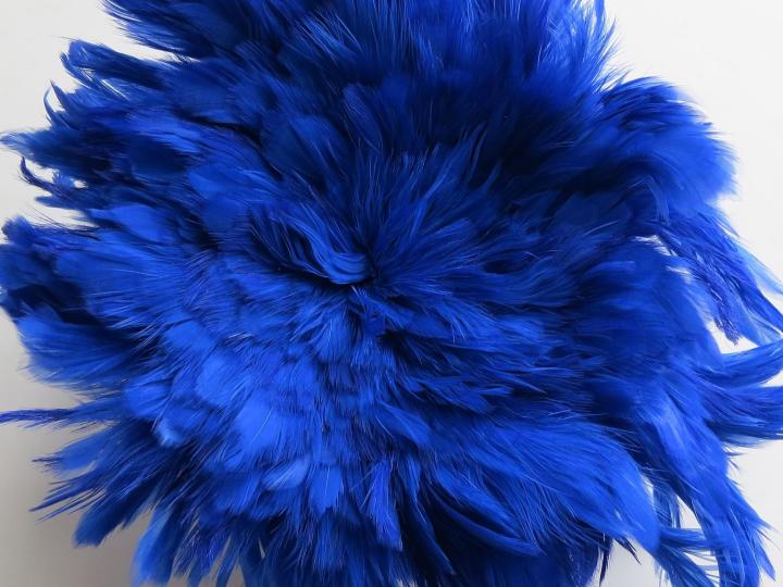 Roya blue strung schlappen feathers bulk
