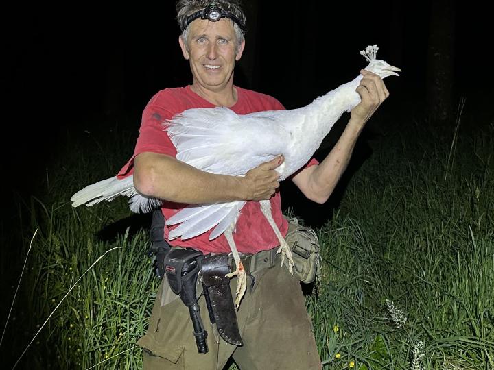 A pure white peahen