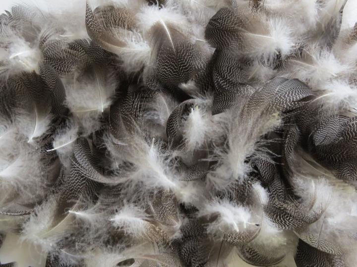 Speckled Dark Feathers Bulk