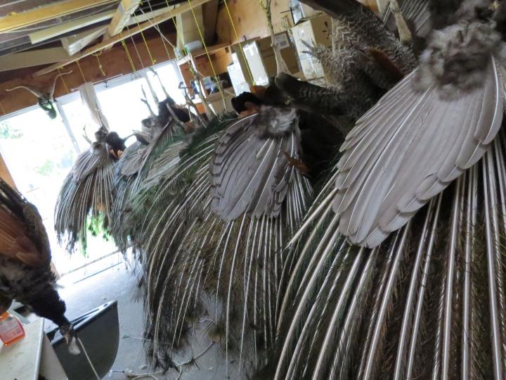 Peacocks hanging