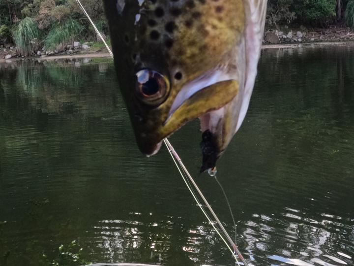 Brown on a bead head black bugger