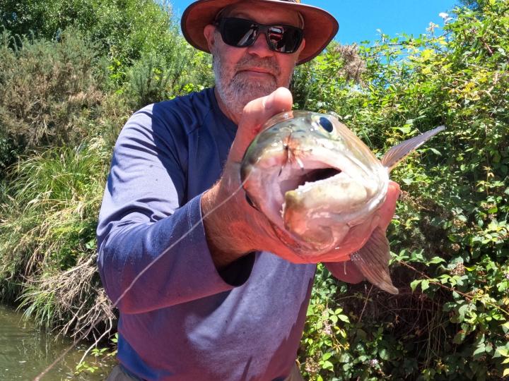 Rainbow on a green humpy dry fly