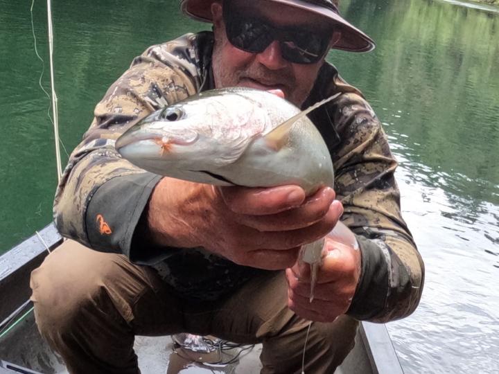 Rainbow on a Goddard Caddis dry fly