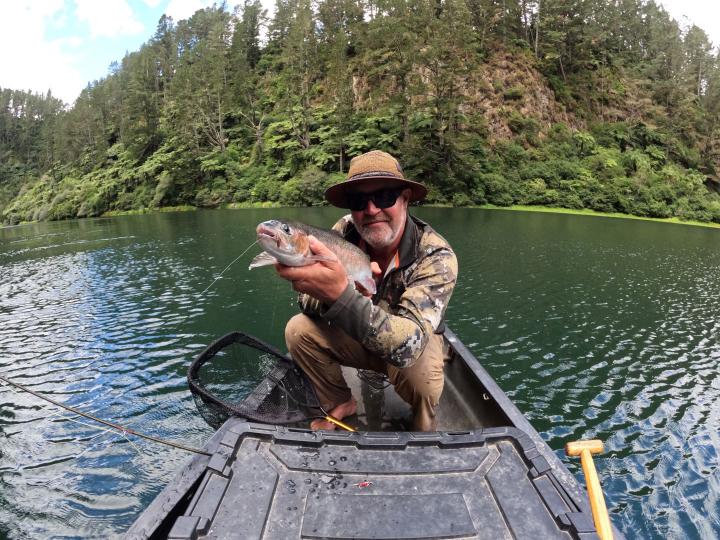 Rainbow on a Royal Stimulator dry fly