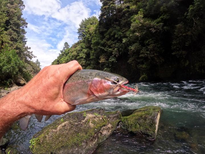 Taupo Tiger Streamer size 2