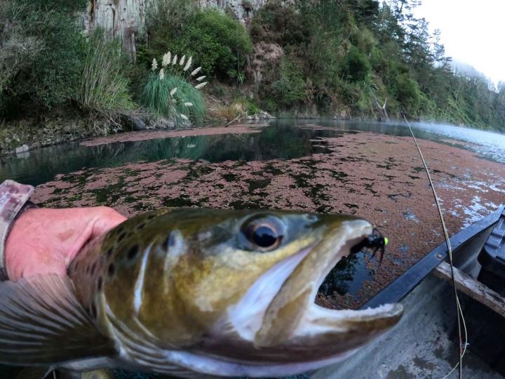 Brown on a bugger