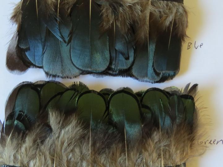 Lady Amhurst Blue Banded Feathers compared to green