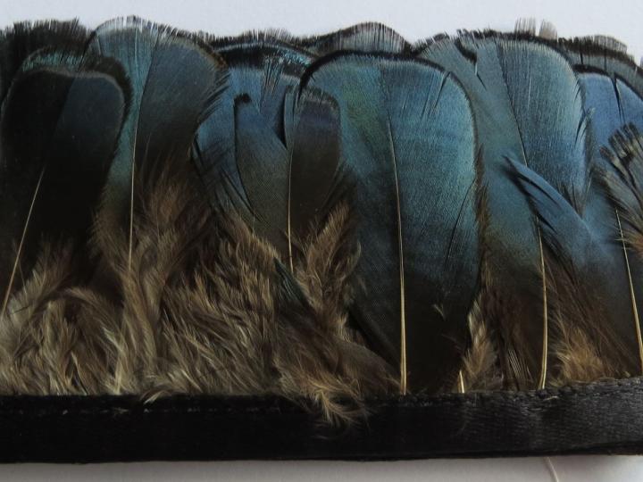 Lady Amhurst Blue Banded Feathers