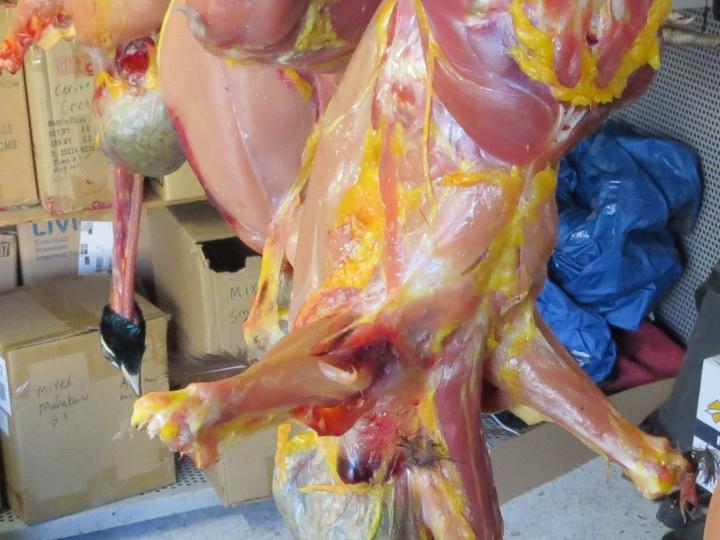 Skinned Peacocks