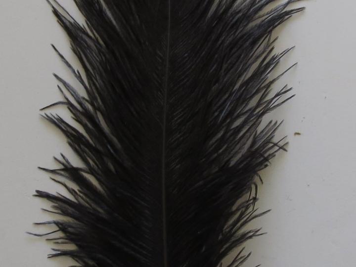 Black Ostrich Quill 35 cm Closeup