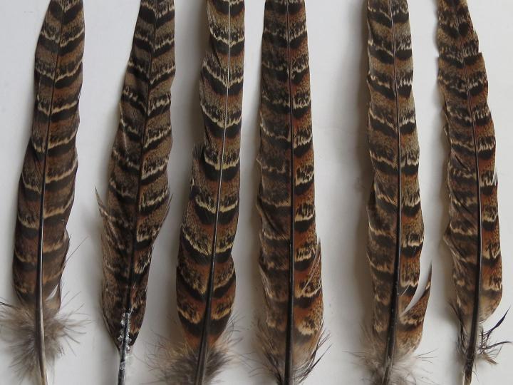 Melanistic hen pheasant tail feather examples