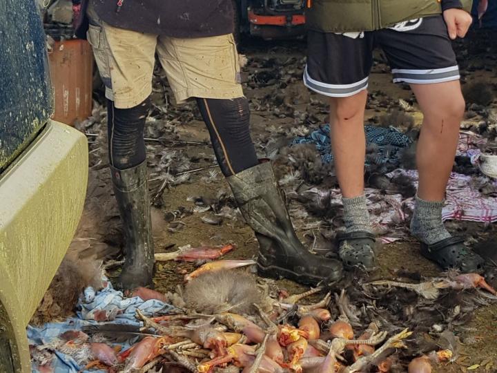 butchered legs for dog tucker