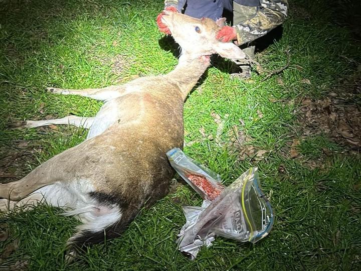 First fallow of the night