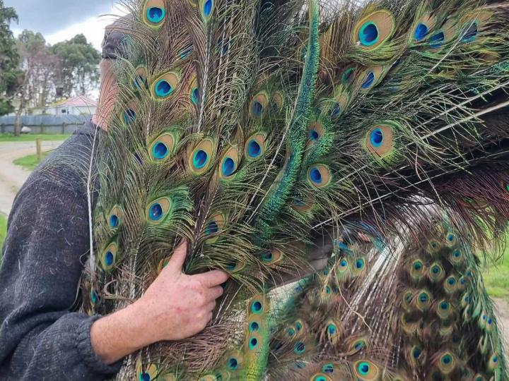 Peacock Tails