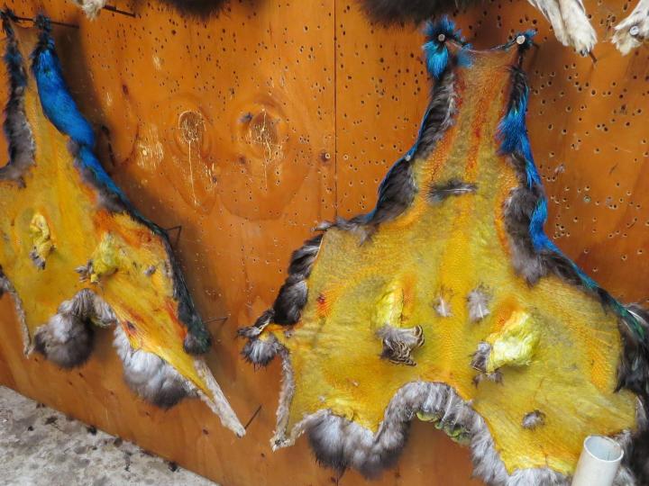 A couple of good peacock pelts for the wall.