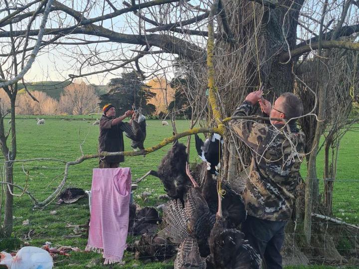 Processing the last of the birds before heading home.