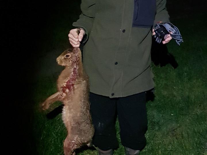 Hare at 75 yards