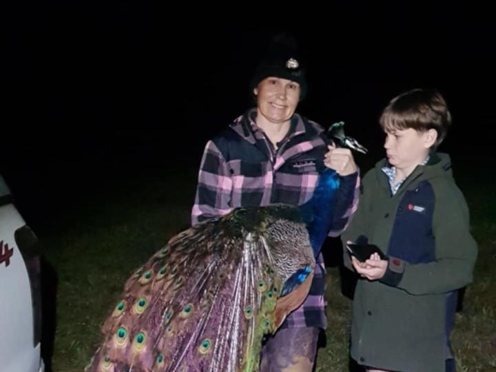 Wendy's first peacock