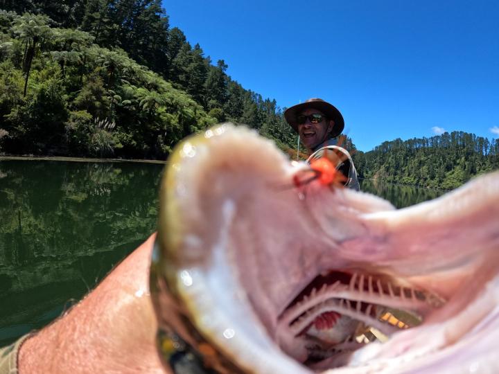 Dan's brown on a short shank red setter jigging smelt