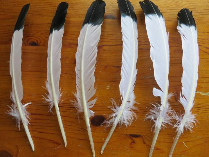 White turkey quills with black tips