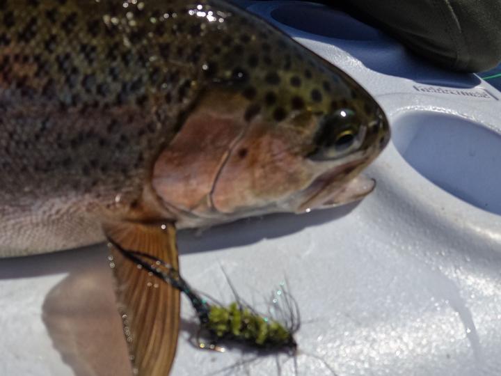 Olive and black bugger