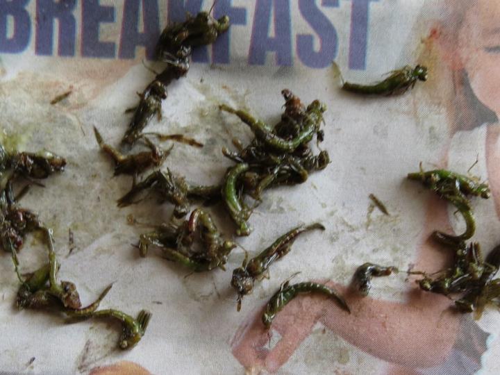 Brown trout gut contents