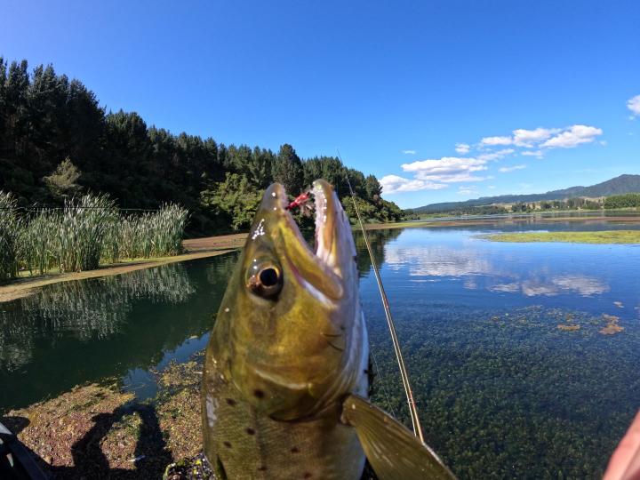 Brown on a red damsel