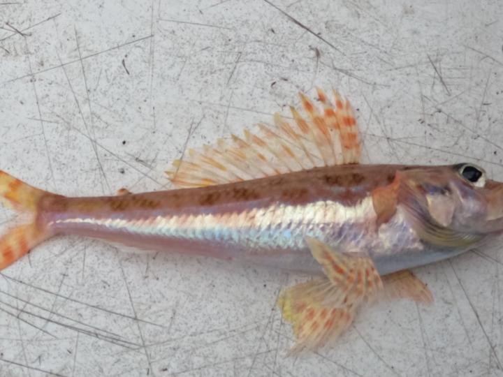 Flagfin