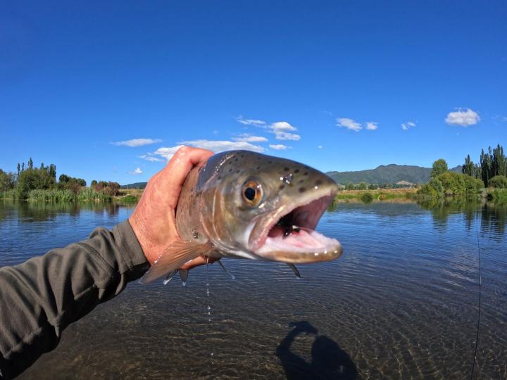 Foam blowfly dry fly
