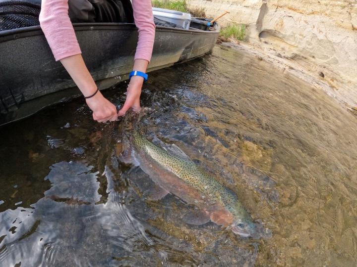 joyce_release_big_rainbow_foamline_article.jpg