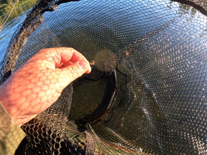 March Brown Soft Hackle Wee Wet