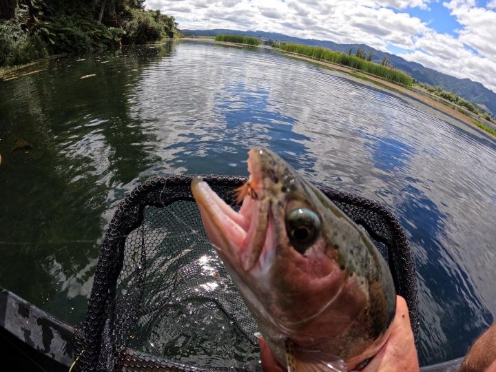 Red Tipped Governor Wee Wet