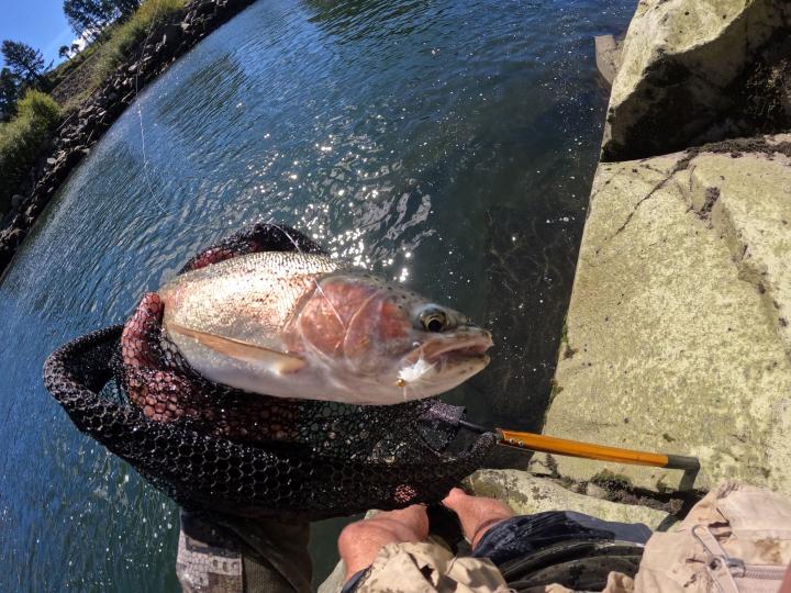 Bead head krystal white woolly bugger