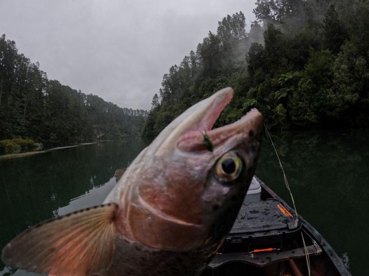 Rainbow on a green caddis soft hackle wee wet fly