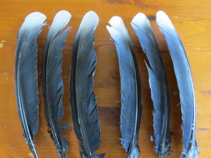 Black and White Tipped Quill Feathers
