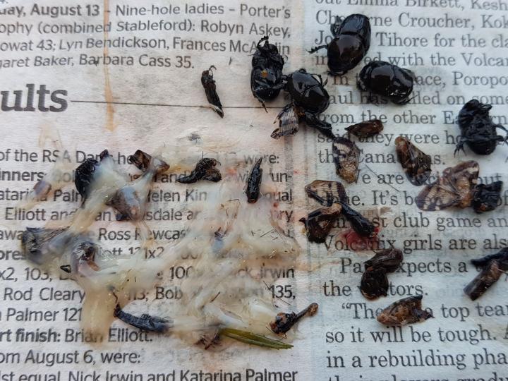Gut contents 2