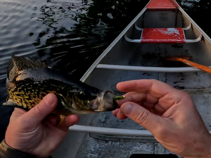 Calico Bass on a bead head olive woolly bugger