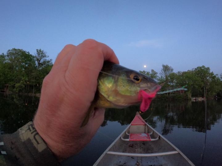 Yellow perch on a bead head pink woolly bugger