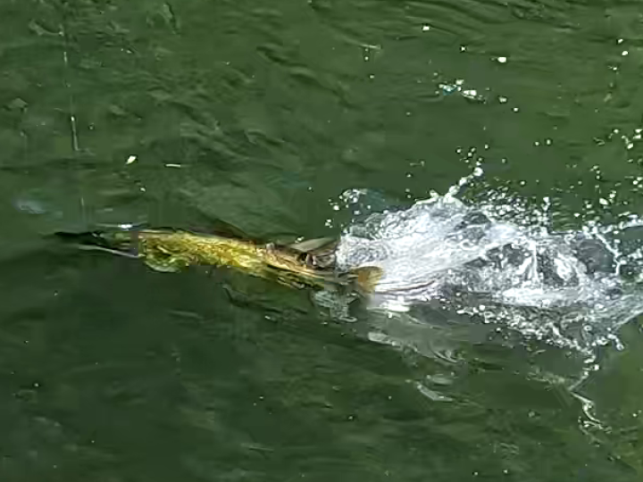Chain pickerel on a cone head krystal black bugger