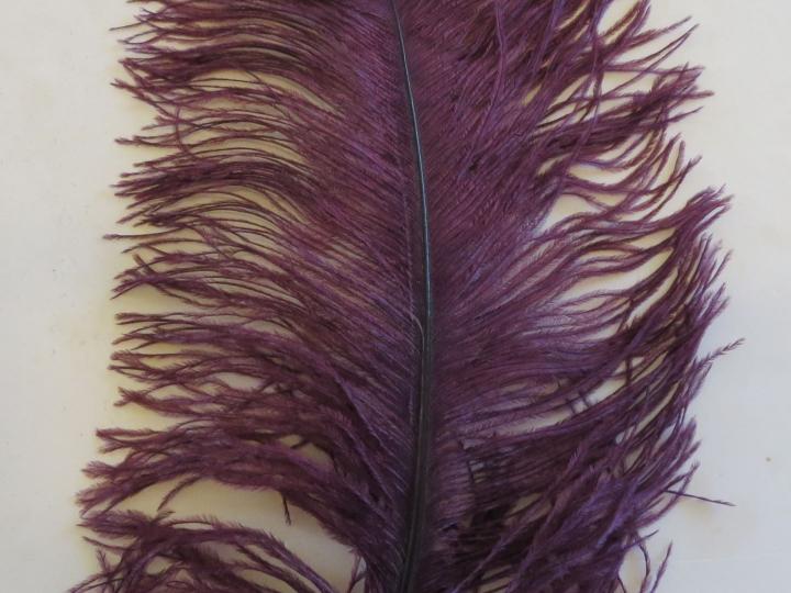 aubergine-plume-45cm