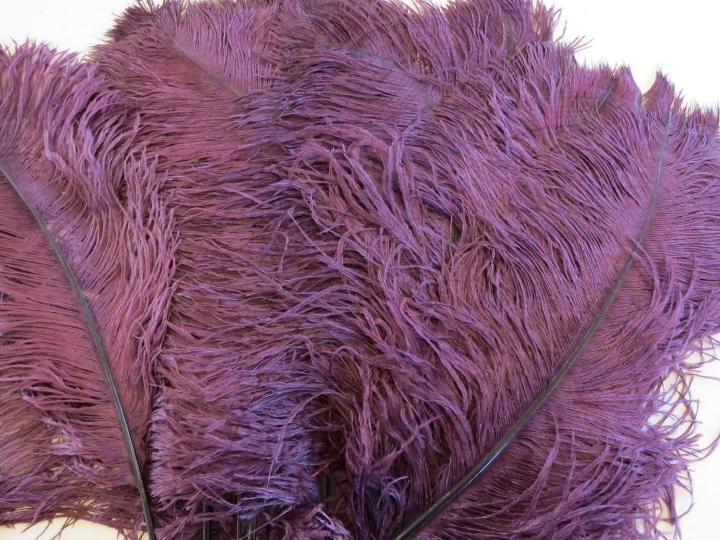 aubergine-plumes-45cm-bulk
