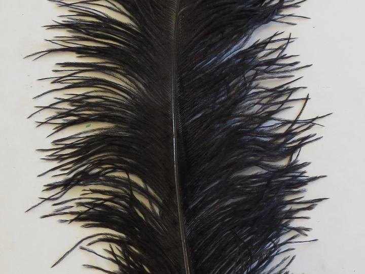 black-plume-45cm