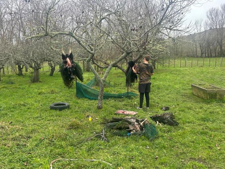 Jae, aged 14, butchering birds