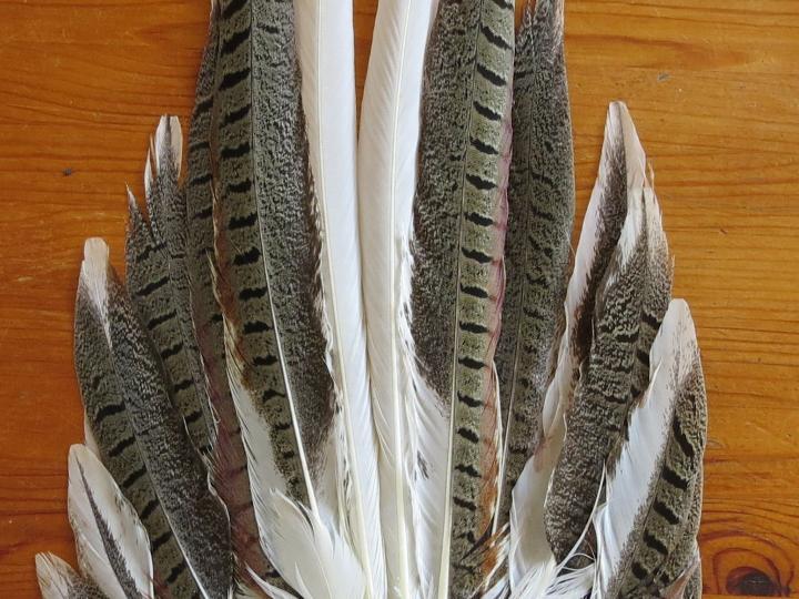 Albino Pheasant Tail Fan