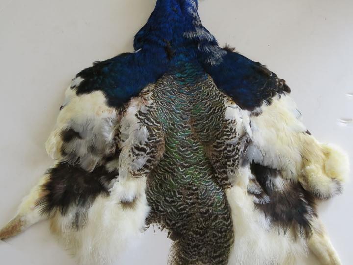 albino-shimgreen-pelt1.jpg
