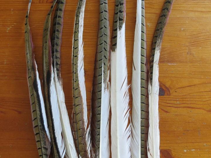 Extra long albino pheasant tail feathers