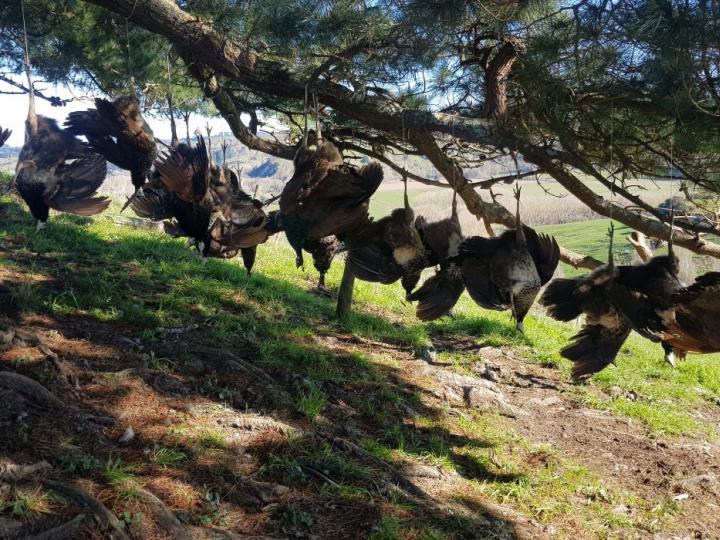 hanging_birds.jpg