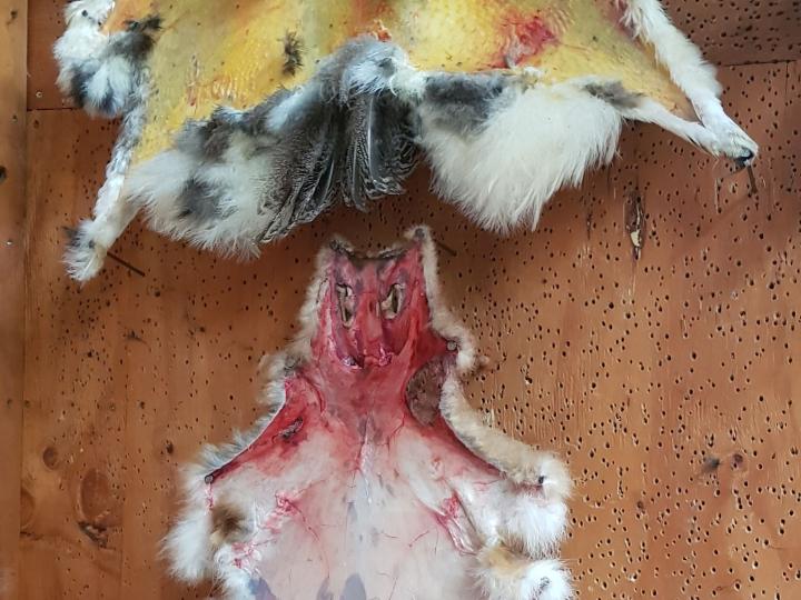 Albino peacock and hare pelts on the wall
