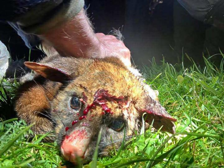 head shot possum