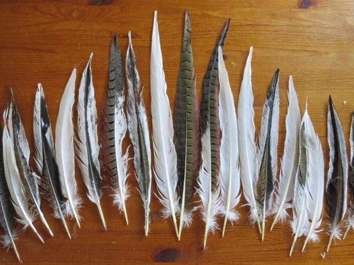 Medium albino pheasant tail feathers